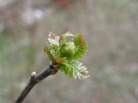山椒の芽吹き