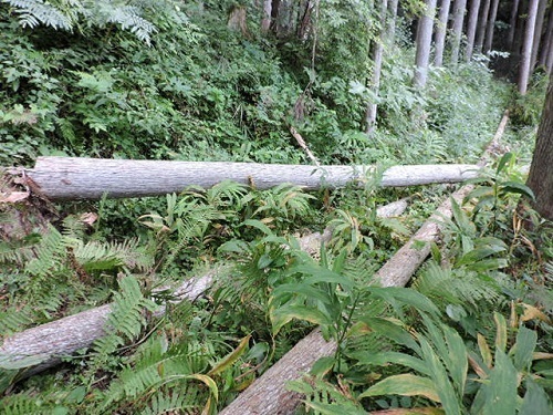 伐採光景2