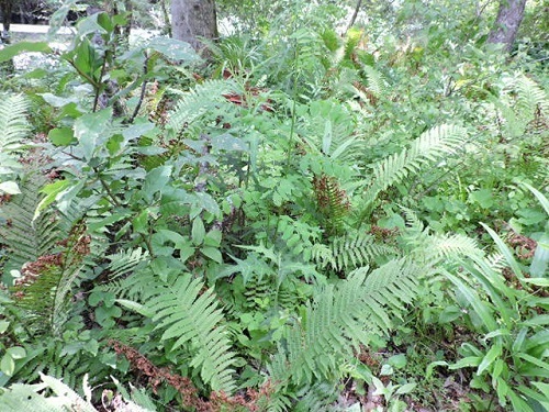 育樹園の草抜き2