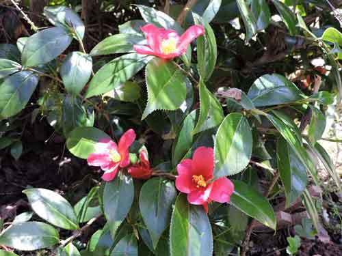 斑入り葉の花