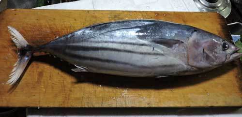 鰹