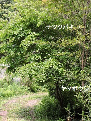 ヤマボウシ3a