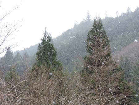 雪が降ってきた