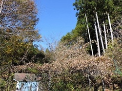 霜枯れのキウィ2