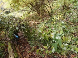 草の山1