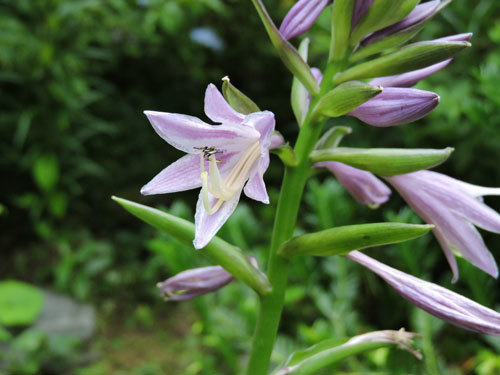 ギボウシの花