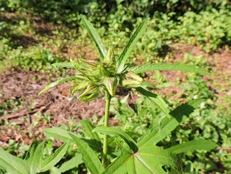 花オクラの蕾