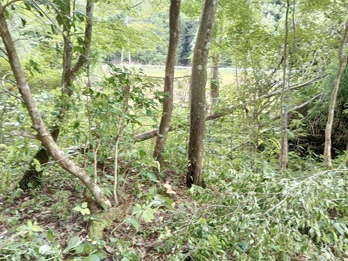 伐採2