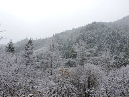 庭越しに向かいの山を臨む