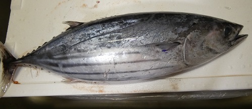 鰹
