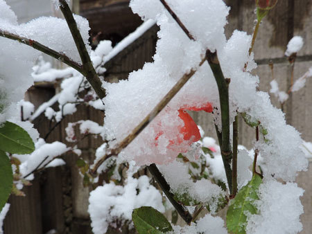 ミニバラに雪