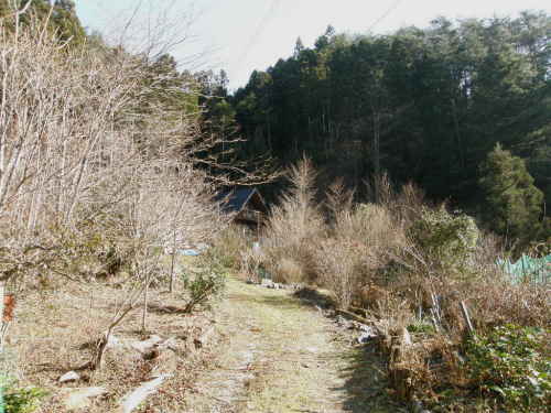 裸木の庭