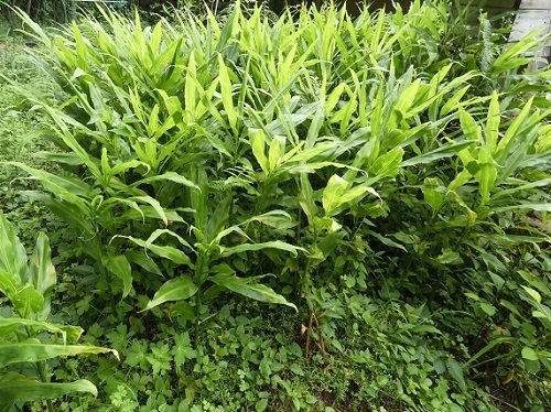茗荷
