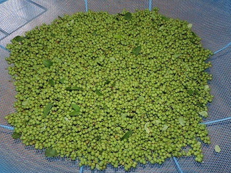 山椒の実を摘む