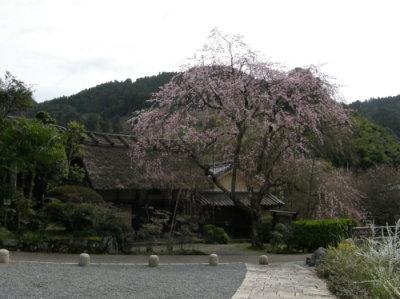 皇居跡枝垂れ桜