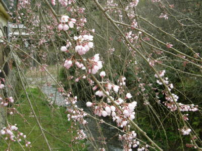 皇居跡枝垂れ桜