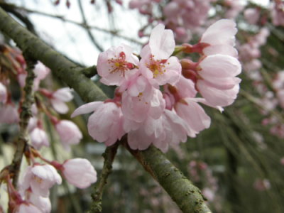 皇居跡枝垂れ桜