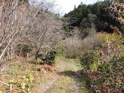 昨日の山の庭