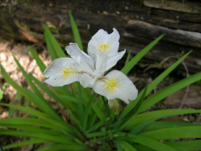 ヒメシャガ白花
