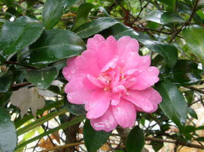 山茶花