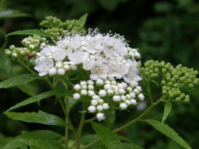 シモツケ白花