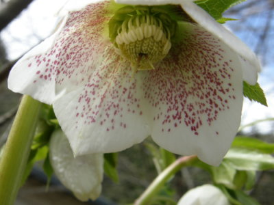 09whia02.jpg