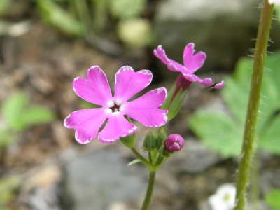 南京小桜