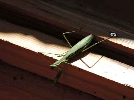 カマキリ