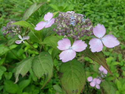 美里桜