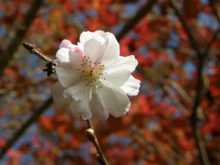 十月桜
