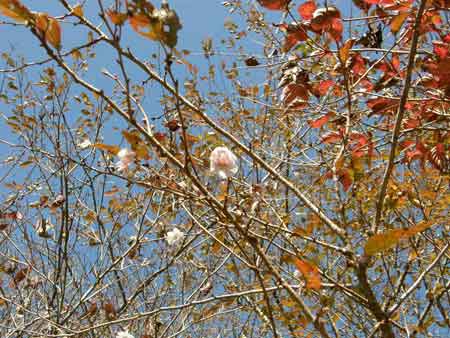 十月桜