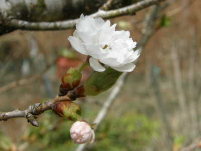 大阪冬桜