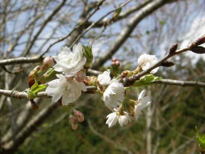 大阪冬桜