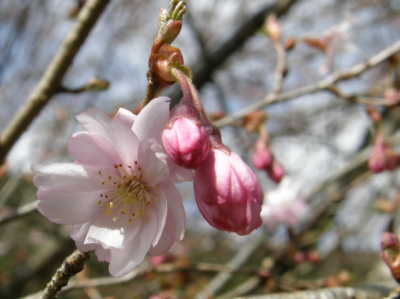 十月桜