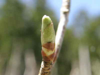 山桜
