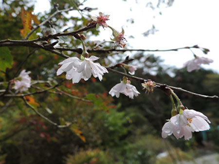 十月桜1