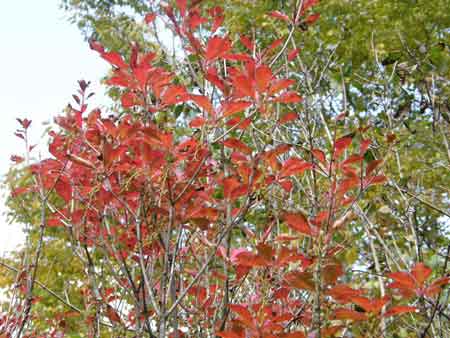 紅葉