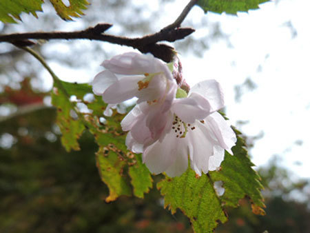 十月桜2