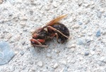 茶色スズメバチ?1