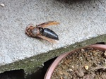 茶色スズメバチ?2