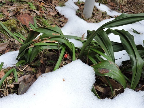 万年青と雪