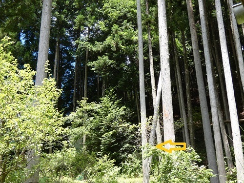 伐採7
