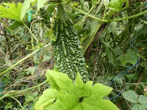 ミニ菜園にて2
