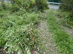 草引き1