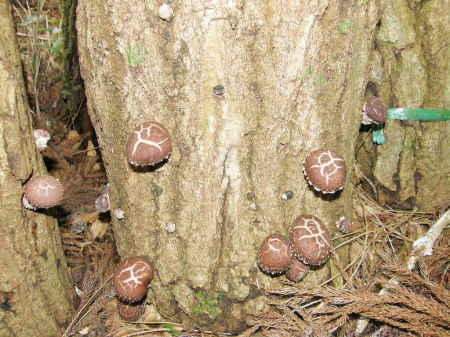 椎茸1