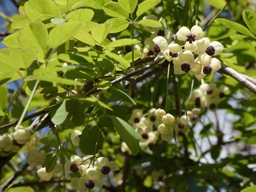 五葉アケビ白花