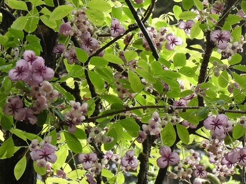 五葉アケビ赤花