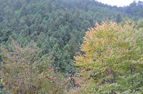 カツラの紅葉がはじまった
