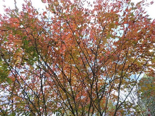 ヤマボウシの紅葉