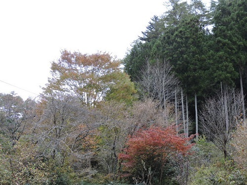紅葉の庭2